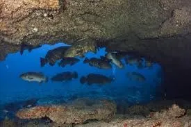 Hole in the Wall - Goliath grouper aggregation is common in this site
